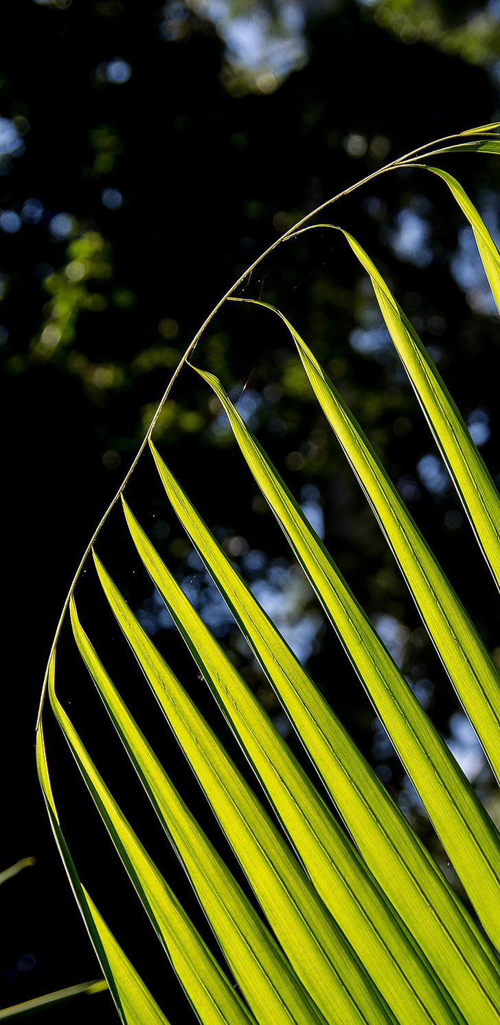 Palm, Bangalow palm, frond, regnskog, skog, Australia, Queensland