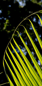 dlaně, Bangalow palm, vějířovitý, deštný prales, Les, Austrálie, Queensland