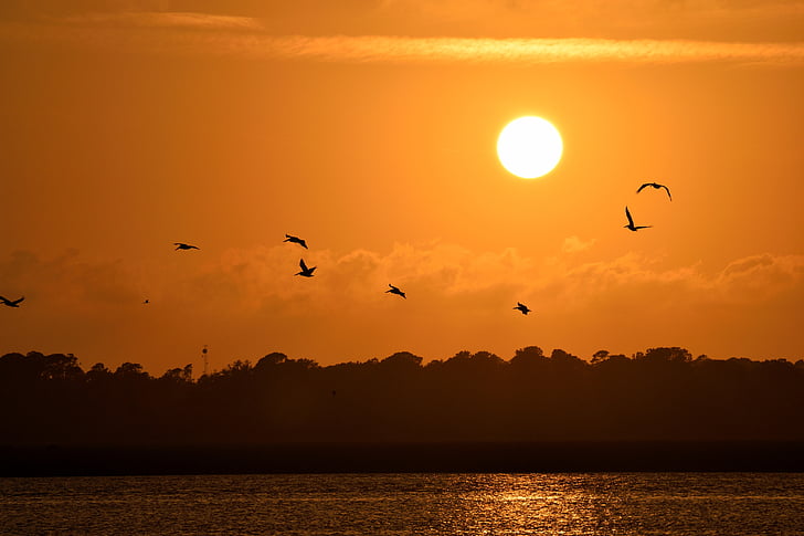 tramonto, Florida, uccelli, aviaria, pellicani che volano, cielo, fauna selvatica