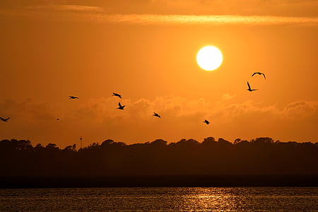 pôr do sol, Florida, aves, aviária, pelicanos voando, céu, vida selvagem