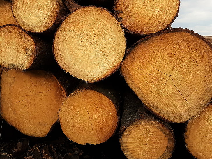 lesa, holzstapel, shranjevanje, drevo, sevi, smreka