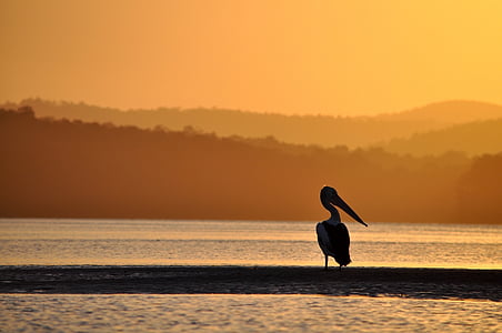Pelican, becco, acqua, uccello, natura, vista sul mare, selvaggio