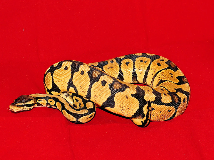 constrictor, koenigsphyton, serpiente, pastel morph, mujer, animal, reptil
