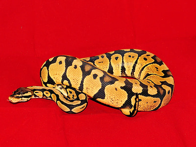 constrictor, koenigsphyton, serpente, morph pastello, donna, animale, rettile