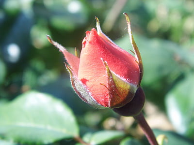 Rose, fleur, floral, nature, plante, romantique