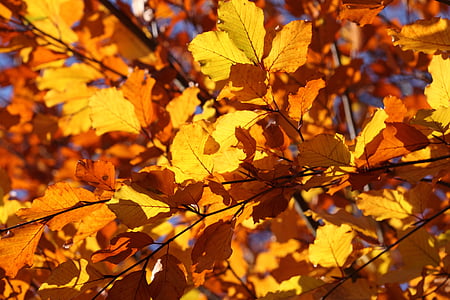 lapų, lapai, geltona, rudenį, rudenį, šviečia, valymas