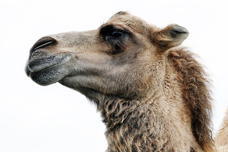 animale, Arabian camel, cămilă, până aproape, Dromader, blana, păr