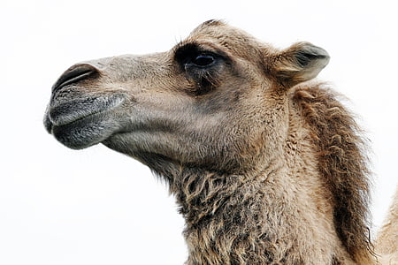 dzīvnieku, Arabian camel, kamielis, aizvērties, dromedary, spalva, mati