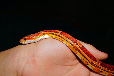 serpiente, serpiente de maíz, reptil, escala, naranja, criatura, mano