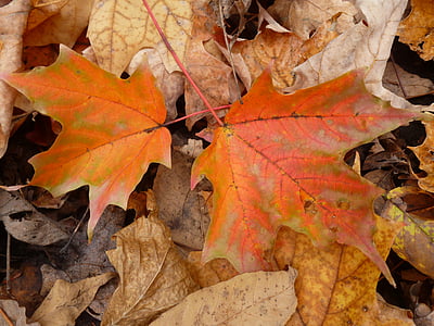 Klevas, lapai, rudenį, lapų, rudenį, spalva, miško