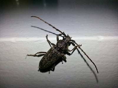 Longhorn beetle, Longhorn borer, Käfer, Käfer, Insekt, Makro, Entomologie
