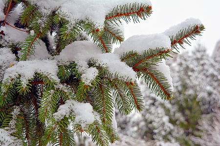brad, snow, winter, white, green, twigs, cold
