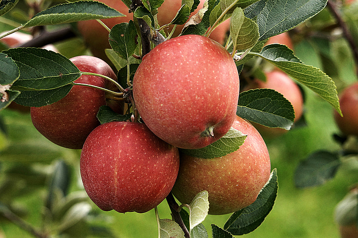 Apple, cosecha, otoño, naturaleza, rojo, saludable, agricultura