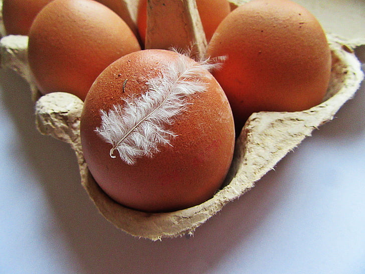 eggs, chicken egg, feather, white feather, box, cardboard, food