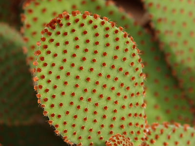 Cactus, vert, rouge, pelle, gros plan, aucun peuple, nature