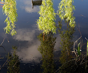 pasture, branches, leaves, green, water, mirroring, reflections