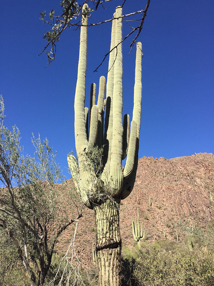 desert, cactus, arizona, nature, landscape, saguaro, desert landscape