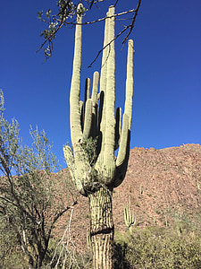 öken, Cactus, Arizona, naturen, landskap, Saguaro, ökenlandskap