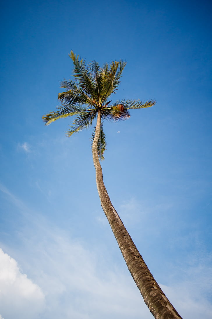 kokoso, medis, dangus, mėlyna, aukštas, atogrąžų, nedideliu kampu vaizdas