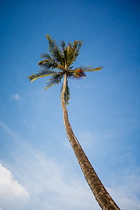 coconut, tree, sky, blue, tall, tropical, low angle view