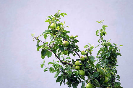 Poma, verd Poma, immadur, pomes, arbre, fruita, la frescor