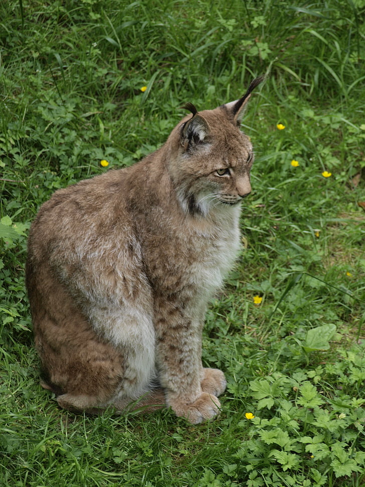 Lynx, mačka, zviera, Severná lynx, divoké, mačka divá