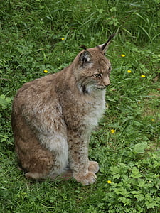 Lynx, chat, animal, lynx du Nord, sauvage, Wildcat