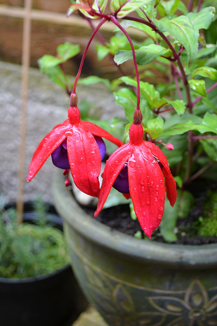 fuchsia, potted plant, woody, hardy, red, purple, dangle