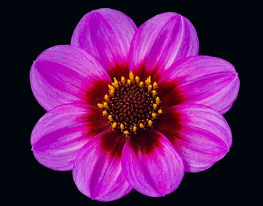 Dahlia, růžová, květinové, hlava, květ, okvětní lístek, černé pozadí