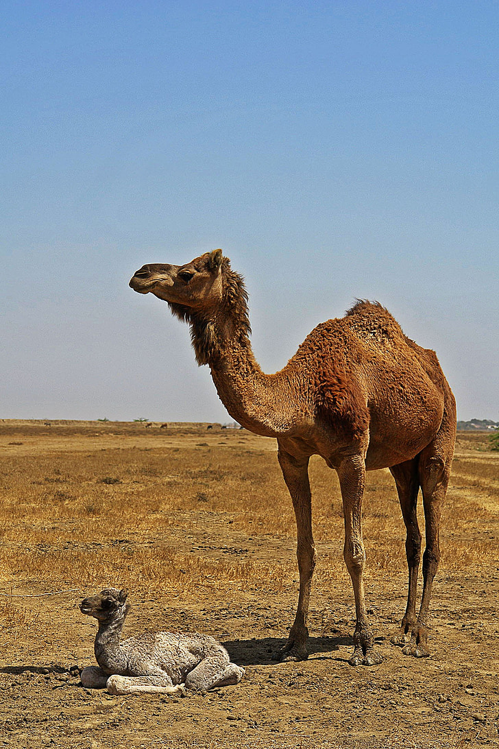dyr, Camel, ørken, ørken dyr, kid, mor og barn