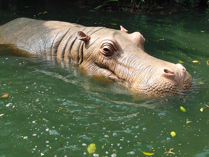 Hippo, nijlpaard in het water, water, Disneyland, Hong kong