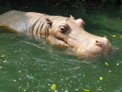 Hippo, hipopótamo en el agua, agua, Disneyland, Hong kong