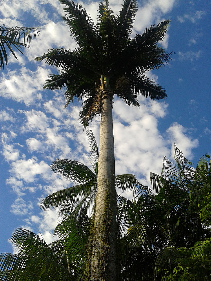 Palm, debesis, Brazīlija, koks, pludmale