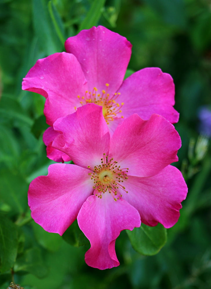 levantou-se, jardim, flor, Primavera, floral, flor, pétala