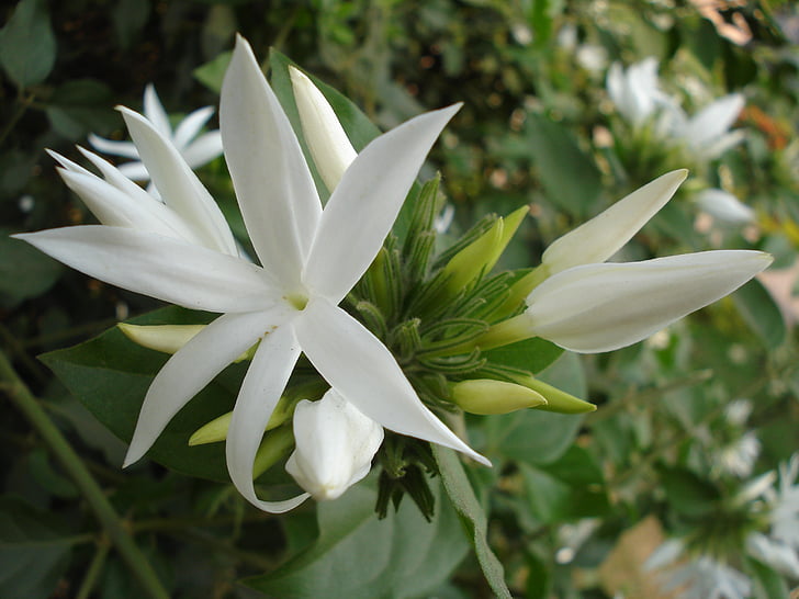 white flower, nature, green, bloom