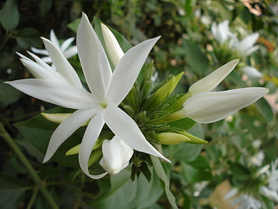 valkoinen kukka, Luonto, vihreä, Bloom