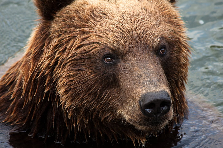 zoom gelsenkirchen, Gelsenkirchen, hewan, beruang, Kamchatka beruang, Predator, kebun binatang