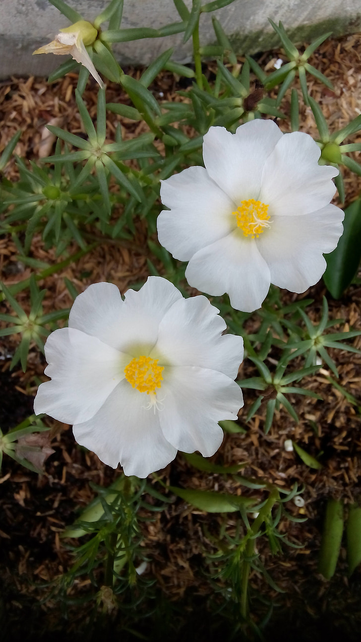 gėlė, balta, Gamta