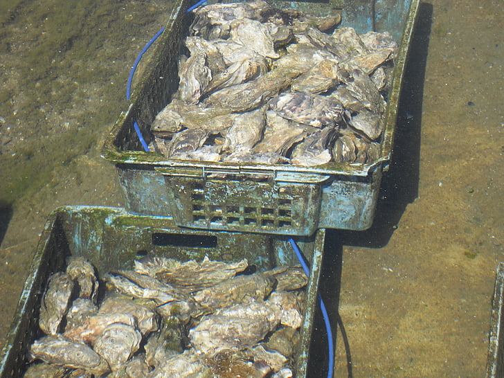 østers, fisk og skaldyr