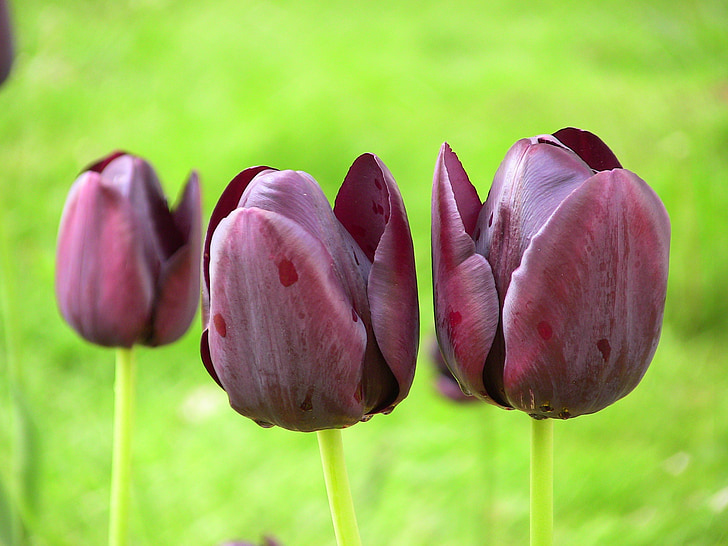 tulipano, primavera, fiore, Blossom, tempo di primavera, Parco, Bloom