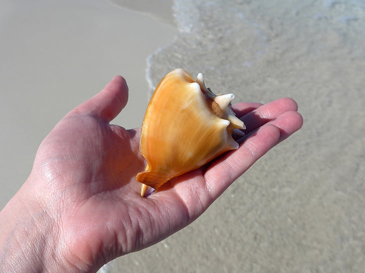 shell, sand, beach, water, sea, cuba, orange