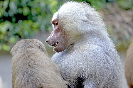 baboon, monkey, sit, watch, monkey males, male, grey fur