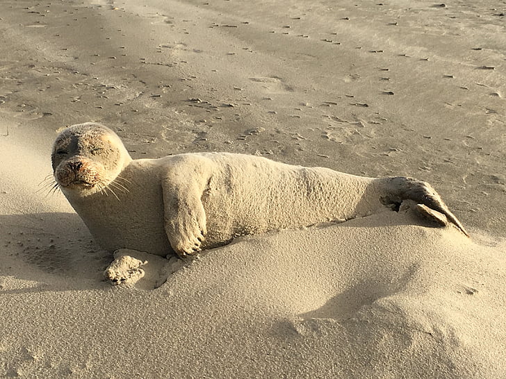 Seal, zand, zoogdier, strand, zee, water, schepsel