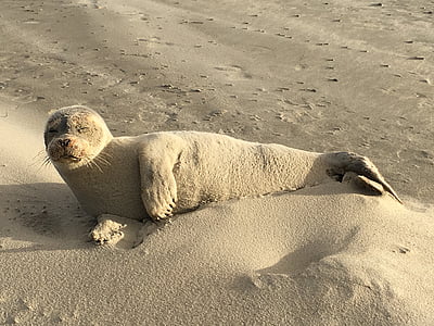 Seal, Sand, däggdjur, stranden, havet, vatten, varelse