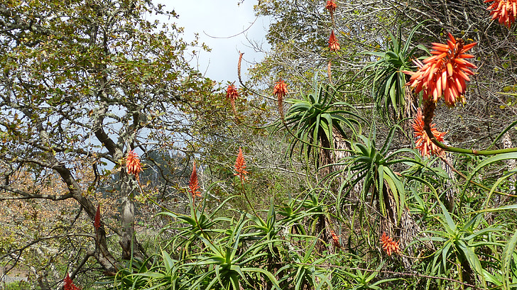 Madeira, Portugalsko, Flora
