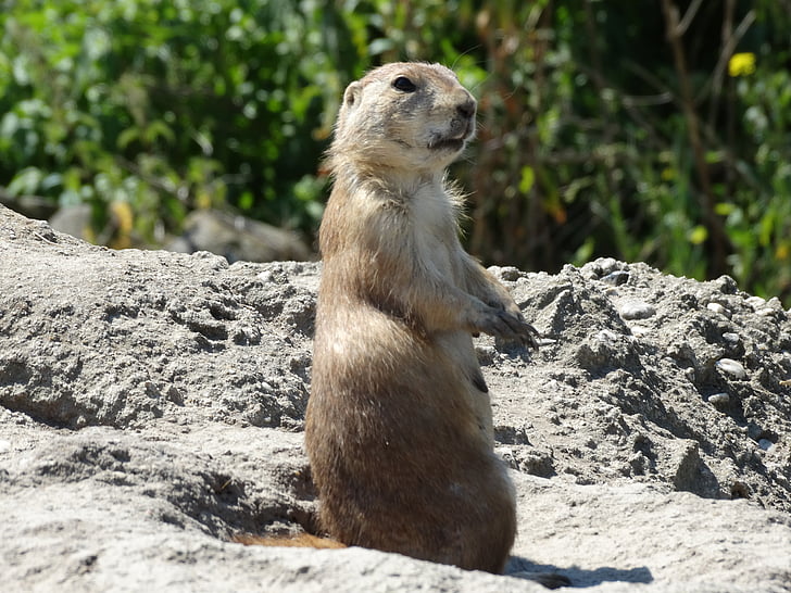 marmotte, Zoo, animal