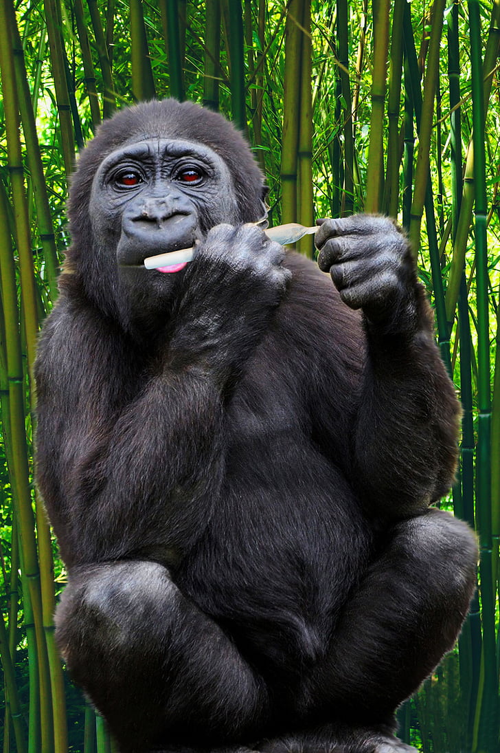 gorilla, ape, primate, monkey, wildlife, animal, mammal