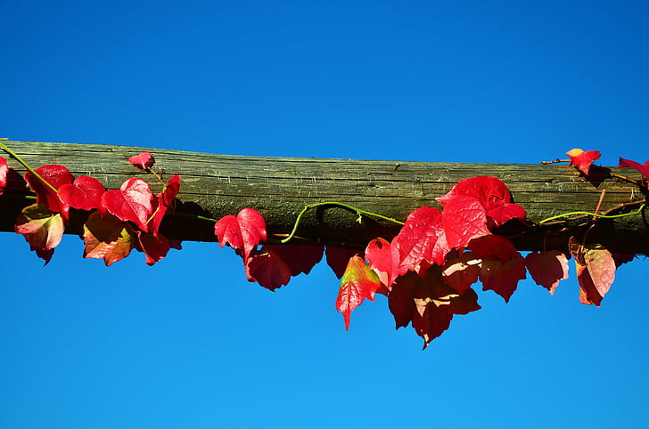 vite, partner di vino, cielo, cielo blu, autunno, foglia, ramo
