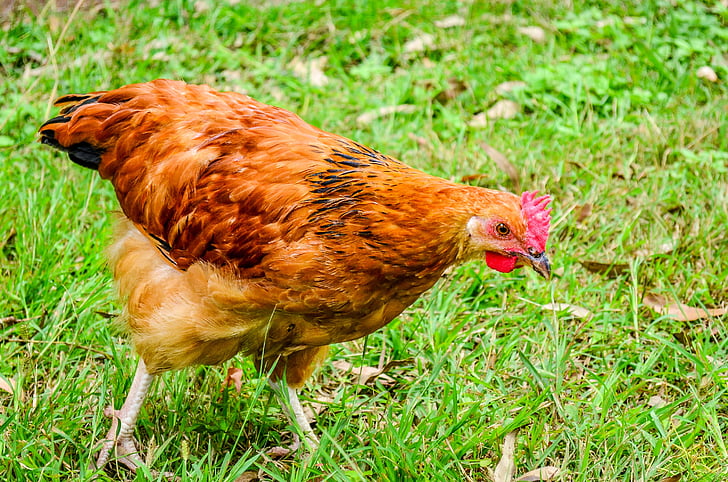 pollastre, aus de corral, gallina, granja, ocell, aviram, l'agricultura
