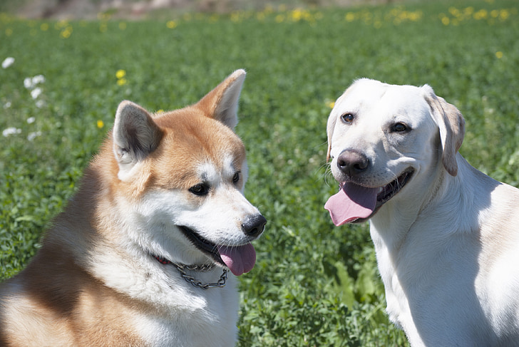 gossos, Labrador, Akita, gos, animals de companyia, animal, valent